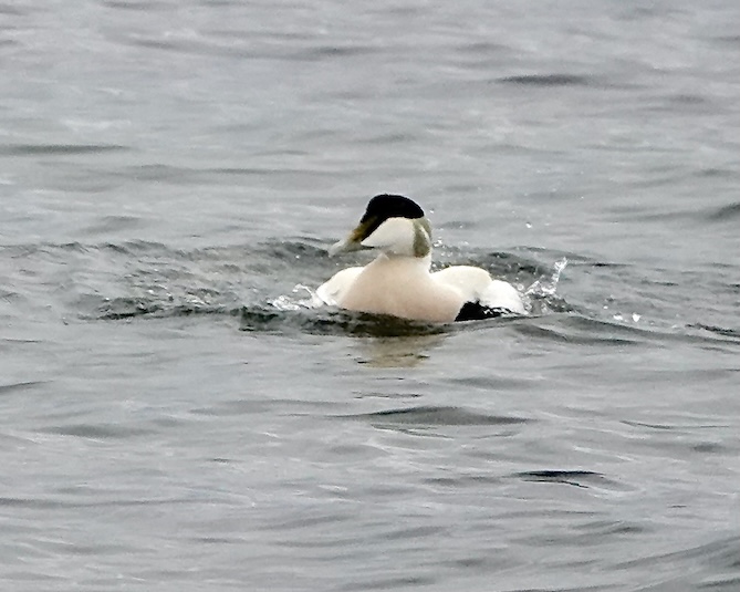 eider